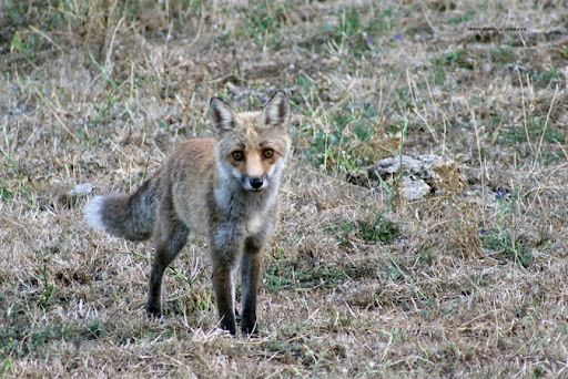 Fauna Selvatica